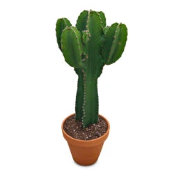 Euphorbia Ingens - Candelabra Tree -HORTOLOGY Plants Sale Euphorbia ingens Candelabra Tree 31x85cm