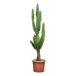 Euphorbia Ingens - Candelabra Tree -HORTOLOGY Plants Sale Euphorbia ingens Candelabra Tree 40x190cm
