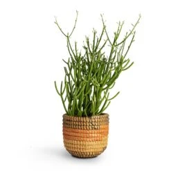 Euphorbia Tirucalli - Pencil Cactus 16 Euphorbia Tirucalli - Pencil Cactus -HORTOLOGY Plants Sale Euphorbia tirucalli Pencil Cactus 15x35cm Jane Plant Baskets Set5 Desert 9b1f2e78 53e4 4875 b1fe 945f2b5a4492