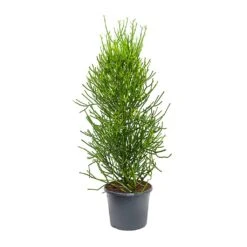 Euphorbia Tirucalli - Pencil Cactus 15 Euphorbia Tirucalli - Pencil Cactus -HORTOLOGY Plants Sale Euphorbia tirucalli Pencil Cactus XLarge