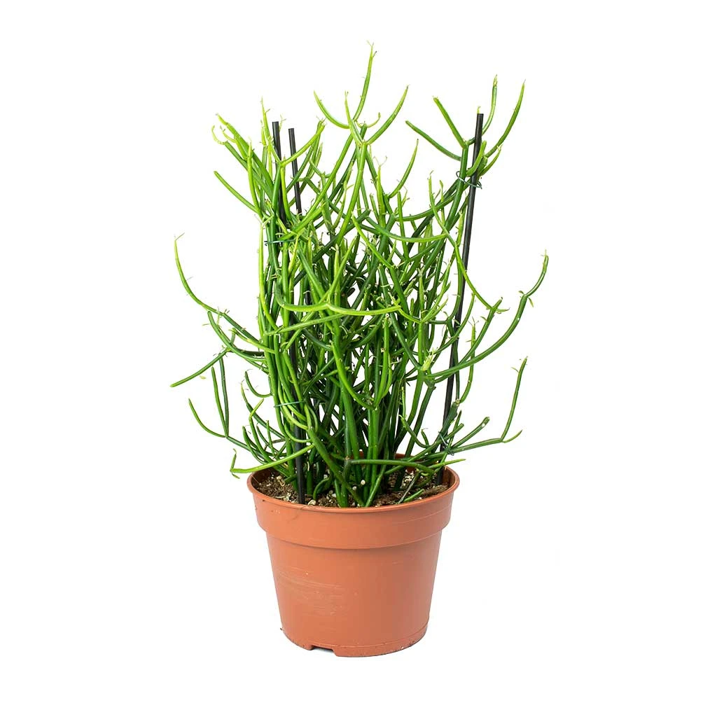 Euphorbia Tirucalli - Pencil Cactus 3 Euphorbia Tirucalli - Pencil Cactus - Image 3