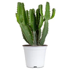 Euphorbia Triangularis 12 Euphorbia Triangularis -HORTOLOGY Plants Sale Euphorbia triangularis 14cm