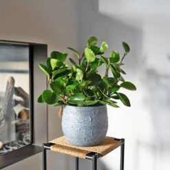 Evi Plant Pot - Antique Silver -HORTOLOGY Plants Sale Evi antique silver 04