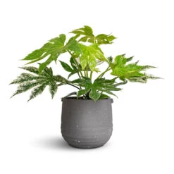Aurora Terrazzo Handle Plant Pot - Slate 8 Aurora Terrazzo Handle Plant Pot - Slate -HORTOLOGY Plants Sale Fatsia japonica Variegated Japanese Aralia 17x40cm Aurora Terrazzo Handle Plant Pot Slate 19x17cm a1984fa8 01f2 4c80 912e 681c6b9497ed