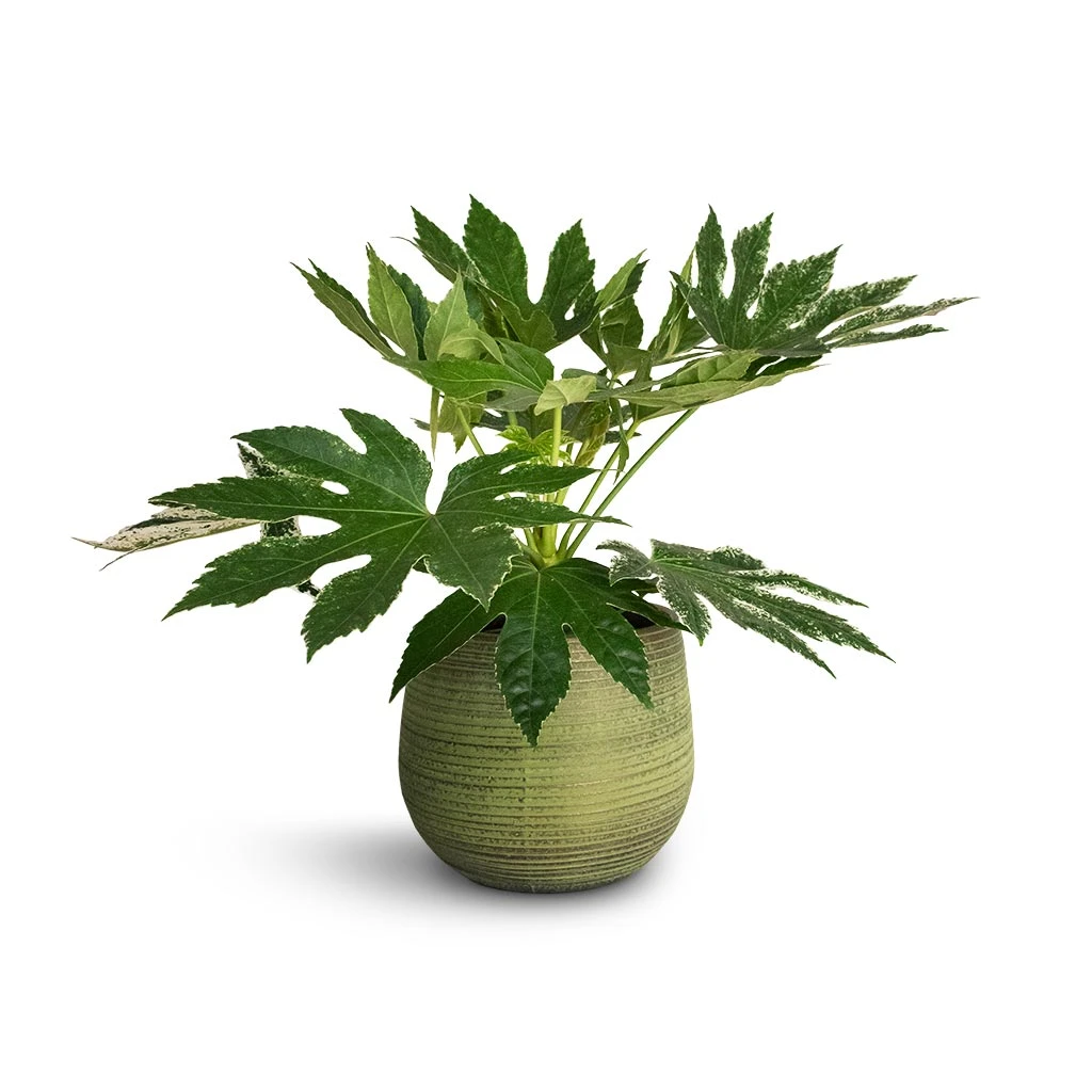 Lydia Plant Pot - Shiny Green 19 Lydia Plant Pot - Shiny Green - Image 19