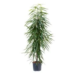 Ficus Alii - HydroCare -HORTOLOGY Plants Sale Ficus Alii Hydroculture 22 19x135cm