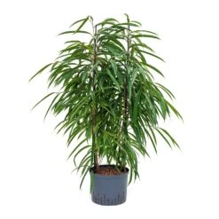 Ficus Alii - HydroCare -HORTOLOGY Plants Sale Ficus Alii Hydroculture 25 19x110cm