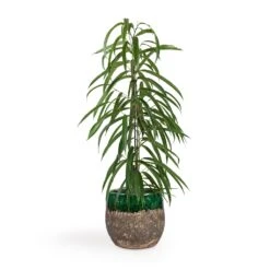 Lindy Plant Pot - Black Green 31 Lindy Plant Pot - Black Green -HORTOLOGY Plants Sale Ficus Alii Long Leafed Fig 17x70cm Lindy Plant Pot Black Green 23x20cm 513edad0 79e9 4d01 909c 50a38d80bd72