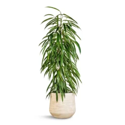 Dune Darcy Planter - Oat -HORTOLOGY Plants Sale Ficus Alii Long Leafed Fig 21x100cm Dune Darcy Planter Oat 30x26cm 06183c2f de98 4ecb b657 120f9a49dfe4
