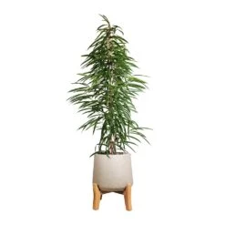 Patt Plant Pot - Low Stand - Grey Washed -HORTOLOGY Plants Sale Ficus Alii Long Leafed Fig 27x125cm Patt Plant Pot Low Stand Grey Washed 39x43cm aabd44e6 5403 44b0 bf12 c35c1fcd8a82