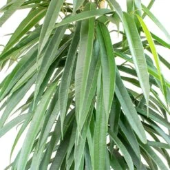 Ficus Alii - HydroCare -HORTOLOGY Plants Sale Ficus Alii Long Leafed Fig Leaves 86709761 ef28 4620 8c25 51dff1fd8a79