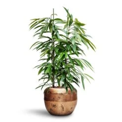 Ficus Amstel King - HydroCare 23 Ficus Amstel King - HydroCare -HORTOLOGY Plants Sale Ficus Amstel King HydroCare Opus Raw Couple Planter Gold 9c26bb44 ada9 4cb2 b8bc 7e499b2793c2