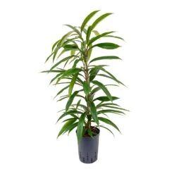Ficus Amstel King - HydroCare 17 Ficus Amstel King - HydroCare -HORTOLOGY Plants Sale Ficus Amstel King Hydroculture 15 19x90cm
