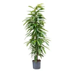 Ficus Amstel King - HydroCare 19 Ficus Amstel King - HydroCare -HORTOLOGY Plants Sale Ficus Amstel King Hydroculture 22 19x125cm