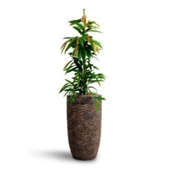 Ficus Amstel King - HydroCare 24 Ficus Amstel King - HydroCare -HORTOLOGY Plants Sale Ficus Amstel King HydrocultureLuxe Lite Layer Partner Planter Bronze