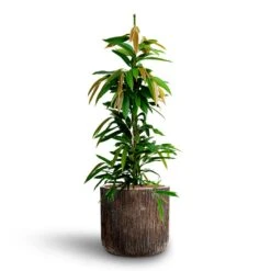 Ficus Amstel King - HydroCare 26 Ficus Amstel King - HydroCare -HORTOLOGY Plants Sale Ficus Amstel King HydrocultureLuxe Lite Waterfall Cylinder Planter Bronze
