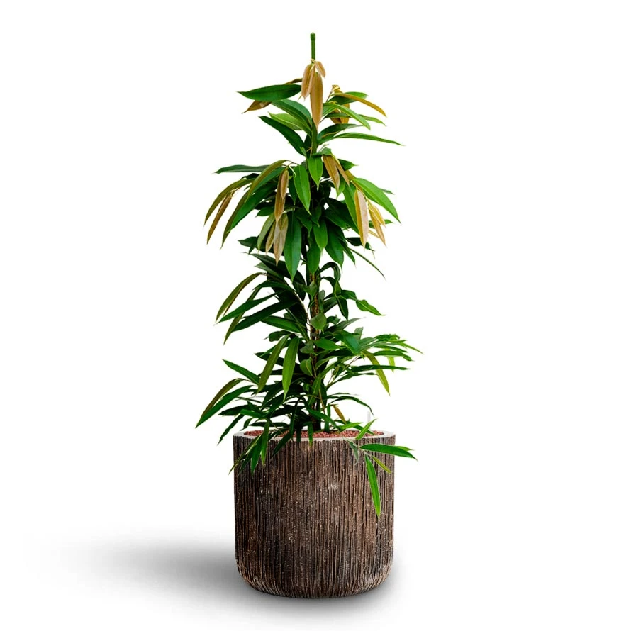 Ficus Amstel King - HydroCare 12 Ficus Amstel King - HydroCare - Image 12