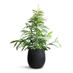 Grigio Anthracite Concrete Balloon Plant Pot – Modern Lightweight Indoor & Outdoor Planter -HORTOLOGY Plants Sale Ficus Amstel King Narrow Leafed Fig 27x125cm Grigio Balloon Plant Pot Anthracite Concrete 42x42cm b0a4c616 17a7 4504 89cc f71cab95d17f