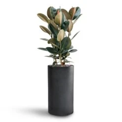 Ficus Elastica Abidjan - HydroCare -HORTOLOGY Plants Sale Ficus Elastica Abidjan Hydroculture Basic Cylinder Planter Dark Grey