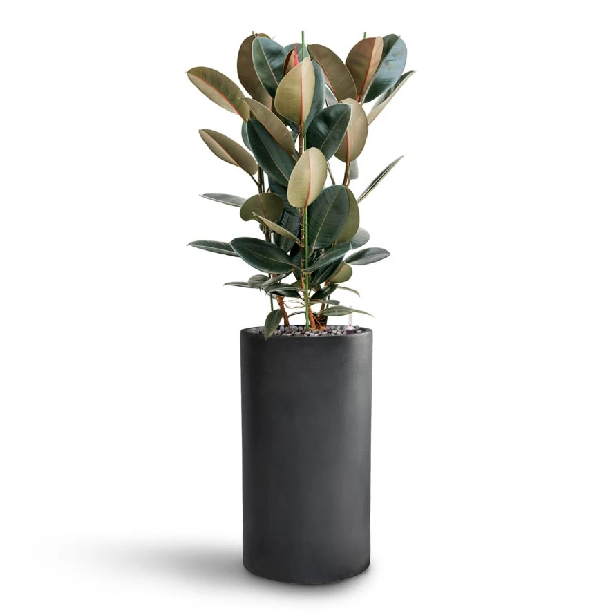 Solid Cylinder Planter - Matt Dark Grey Fiberclay Tall Tubular Indoor Pot 5 Solid Cylinder Planter - Matt Dark Grey Fiberclay Tall Tubular Indoor Pot - Image 5