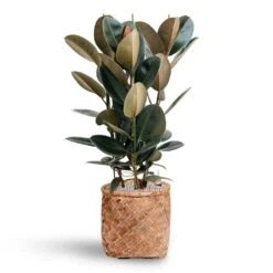 Zayn Natural Woven Bamboo with Cement Lining – Retro Footed Indoor and Outdoor Planter -HORTOLOGY Plants Sale Ficus Elastica Abidjan Hydroculture Bohemian Zayn Bamboo Planter 72ba1d80 b754 4372 87bf 5e68654e4bb2