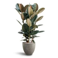 Ficus Elastica Abidjan - HydroCare -HORTOLOGY Plants Sale Ficus Elastica Abidjan Hydroculture Grigio Egg Pot Planter Natural Concrete