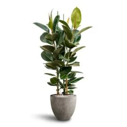 Ficus Elastica Robusta - Rubber Plant - HydroCare -HORTOLOGY Plants Sale Ficus Elastica Robusta Hydroculture Grigio Egg Pot Planter Natural Concrete