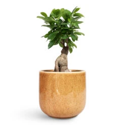 Nine Plant Pot - Caramel 13 Nine Plant Pot - Caramel -HORTOLOGY Plants Sale Ficus Ginseng Indian Laurel 12x30cm Nine Plant Pot Caramel 17x15cm 1