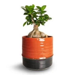 Marlijn Plant Pot - Coral 36 Marlijn Plant Pot - Coral -HORTOLOGY Plants Sale Ficus Ginseng Indian Laurel 15x35cm Marlijn Plant Pot Blush 19x18cm 9301174f 5a8f 43b0 8758 f28c3fd03010
