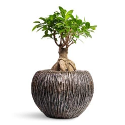 Ficus Ginseng - Indian Laurel