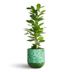 Ocean Glaze Plant Pot - Emerald 18 Ocean Glaze Plant Pot - Emerald -HORTOLOGY Plants Sale Ficus Moclame Indian Laurel 14x55cm Ocean Glaze Plant Pot Emerald 16x16cm 1