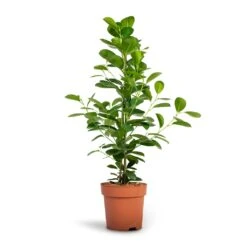 Ficus Moclame - Indian Laurel -HORTOLOGY Plants Sale Ficus Moclame Indian Laurel 17x70cm