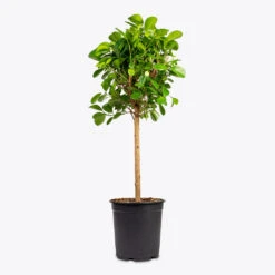 Ficus Moclame - Indian Laurel - Straight Stem -HORTOLOGY Plants Sale Ficus Moclame Indian Laurel 21x90cm