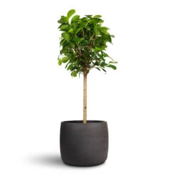 Ficus Moclame - Indian Laurel - Straight Stem