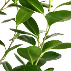 Ficus Moclame - Indian Laurel -HORTOLOGY Plants Sale Ficus Moclame Indian Laurel DETAIL imageoptim