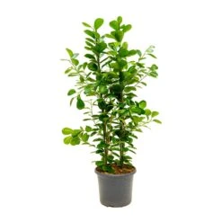Ficus Moclame - Indian Laurel -HORTOLOGY Plants Sale Ficus Moclame Indian Laurel Large