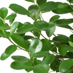 Ficus Moclame - HydroCare -HORTOLOGY Plants Sale Ficus Moclame Indian Laurel Leaves 630302b3 ccff 4798 a787 2488bd97b544