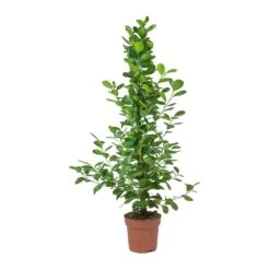 Ficus Moclame - Indian Laurel -HORTOLOGY Plants Sale Ficus Moclame Indian Laurel Small Tuft