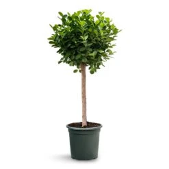 Ficus Moclame - Indian Laurel - Straight Stem -HORTOLOGY Plants Sale Ficus Moclame Indian Laurel Tree Straight Stem
