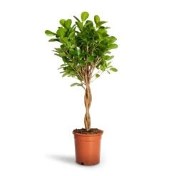 Ficus Moclame - Indian Laurel - Twisted Stem -HORTOLOGY Plants Sale Ficus Moclame Indian Laurel Twisted Stem 17x70cm