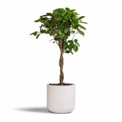 Lisbon Plant Pot - White -HORTOLOGY Plants Sale Ficus Moclame Indian Laurel Twisted Stem 17x70cm Lisbon Plant Pot White 19x19cm