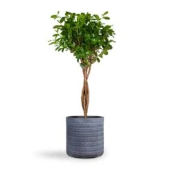 Ficus Moclame - Indian Laurel - Twisted Stem -HORTOLOGY Plants Sale Ficus Moclame Indian Laurel Twisted Stem 23x110cm Angle Cylinder Plant Pot Grey 30x30cm 1545c404 04f3 49e0 a56f b8d2b4fd949c