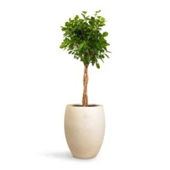 Ficus Moclame - Indian Laurel - Twisted Stem -HORTOLOGY Plants Sale Ficus Moclame Indian Laurel Twisted Stem 23x110cm Grigio Tall Balloon Planter Antique White Concrete 40x50cm 14703255 6703 47cf b59f 6653d72ca745