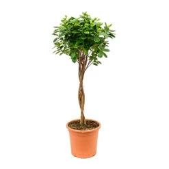 Ficus Moclame - Indian Laurel - Twisted Stem -HORTOLOGY Plants Sale Ficus Moclame Indian Laurel Twisted Stem 26x95cm
