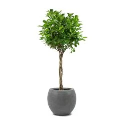 Ficus Moclame - Indian Laurel - Twisted Stem -HORTOLOGY Plants Sale Ficus Moclame Indian Laurel Twisted Stem Abby Ball Plant Pot Ridged Dark Grey