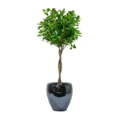 Ficus Moclame - Indian Laurel - Twisted Stem -HORTOLOGY Plants Sale Ficus Moclame Indian Laurel Twisted Stem Amora Plant Pot Anthracite Mirror
