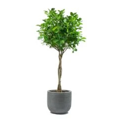 Ficus Moclame - Indian Laurel - Twisted Stem -HORTOLOGY Plants Sale Ficus Moclame Indian Laurel Twisted Stem Dice Plant Pot Ridged Dark Grey