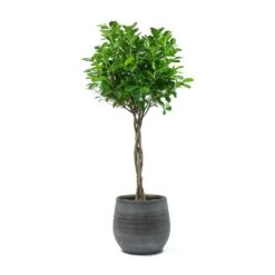 Ficus Moclame - Indian Laurel - Twisted Stem -HORTOLOGY Plants Sale Ficus Moclame Indian Laurel Twisted Stem Esra Mystic Grey Plant Pot