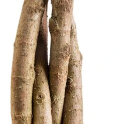 Ficus Moclame - Indian Laurel - Twisted Stem -HORTOLOGY Plants Sale Ficus Moclame Indian Laurel Twisted Stem SWACH 3