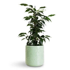 Betsy Embossed Plant Pot - Floral Mint 8 Betsy Embossed Plant Pot - Floral Mint -HORTOLOGY Plants Sale Ficus benjamina Danielle Branched 14x55cm Betsy Pot Floral Mint 17.5x16.5cm